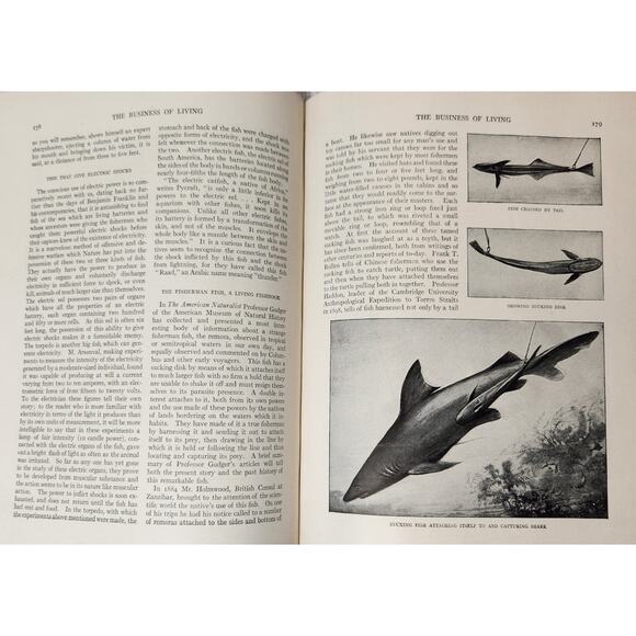 Our Wonder World Set - Handbook - The Literature Sup. Vol.‎ - The Wonder of Life - Picture 11 of 16